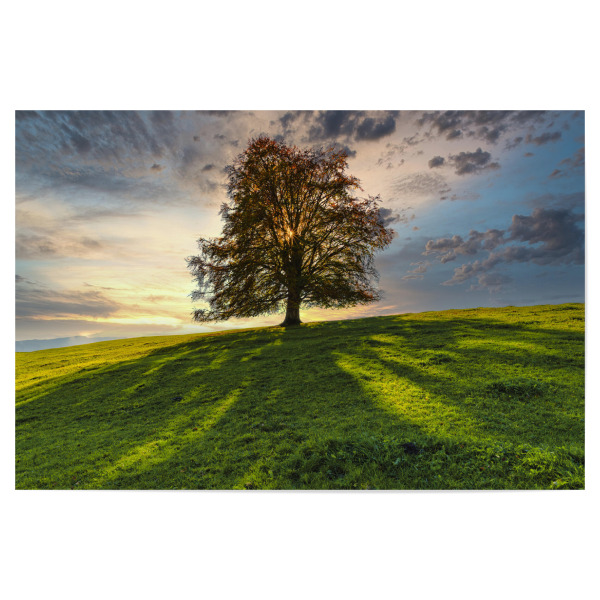 Poster "Rotbuche" artboxONE - Natur - Rotbuche,Baum,Sonnenuntergang,Allgäu,Bayern,Sunset,Natur,Nature,Landschaft,Landscape,Tree