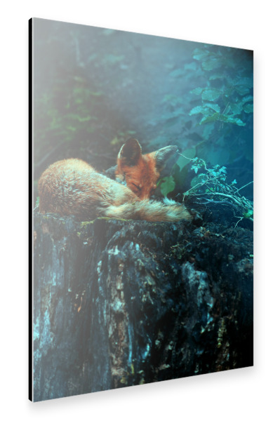 Alu-Dibond "Schlafender Rotfuchs" 30x20 cm artboxONE