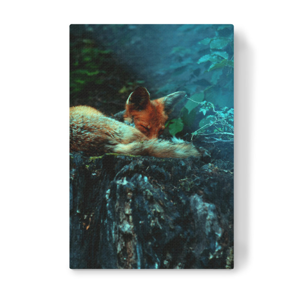 Leinwandbild "Schlafender Rotfuchs" artboxONE - Natur,Tiere
