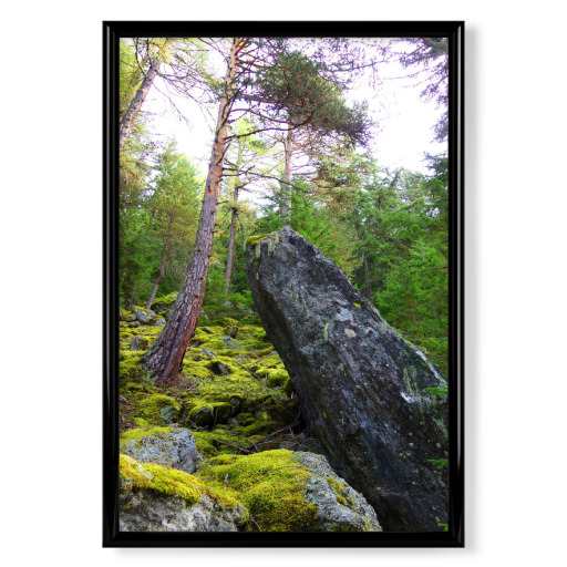 Felsen im Wald