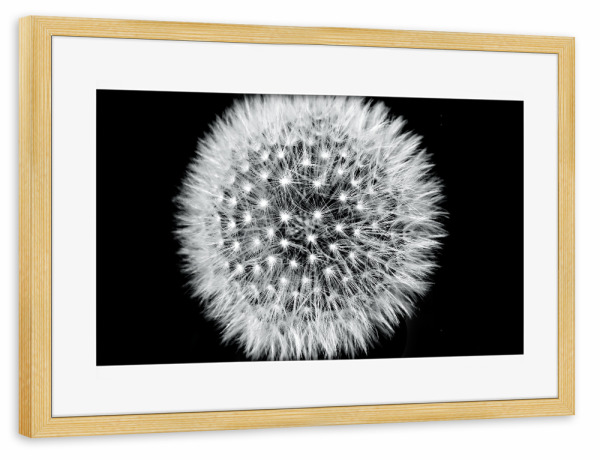 Poster mit Rahmen kiefer "Pusteblume (Löwenzahn)" artboxONE - Natur,Floral,Schwarzweiß