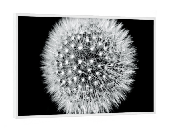 Poster mit weißem Rahmen "Pusteblume (Löwenzahn)" artboxONE - Natur,Floral,Schwarzweiß
