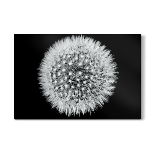 Galerie-Print "Pusteblume (Löwenzahn)" 30x20 cm artboxONE