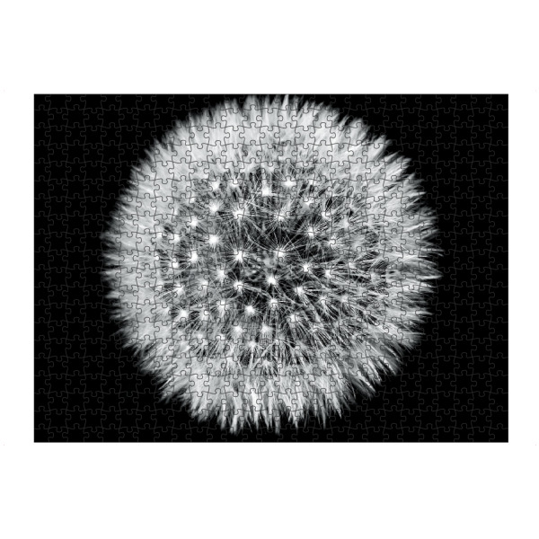 artboxONE Puzzle "Pusteblume (Löwenzahn)" artboxONE - Natur,Floral,Schwarzweiß