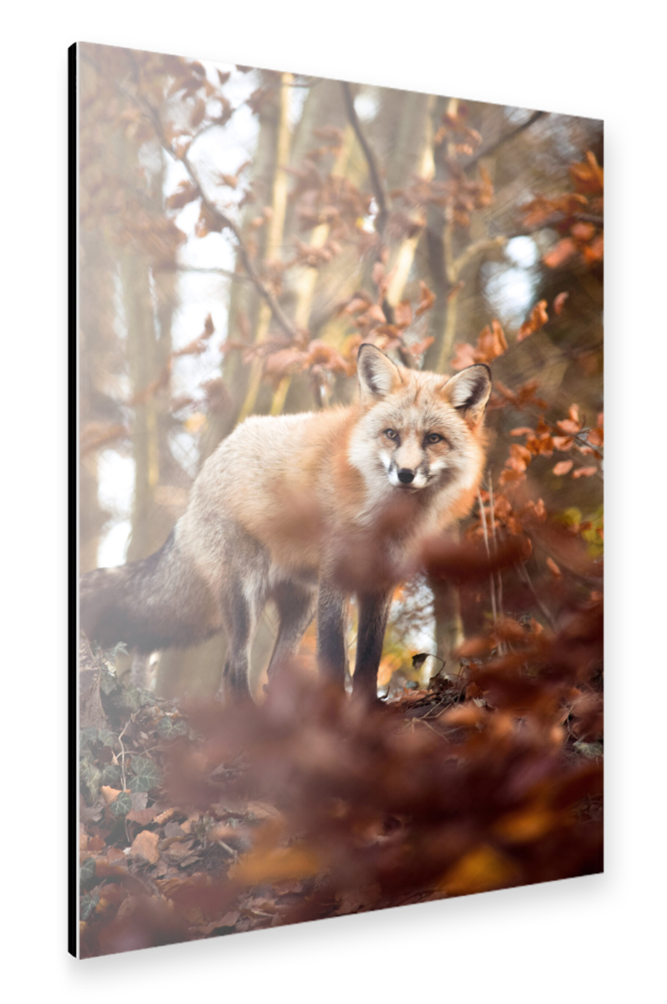 Alu-Dibond "Fuchs im Herbst" 30x20 cm artboxONE