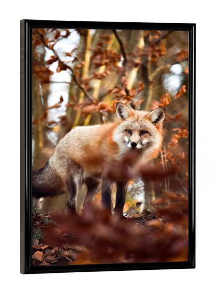 Poster mit schwarzem Rahmen "Fuchs im Herbst" artboxONE - Natur,Tiere