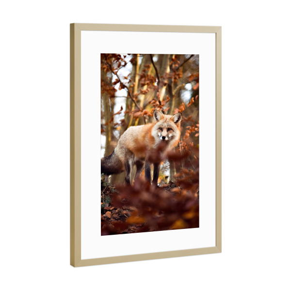 Poster mit Rahmen Gold "Fuchs im Herbst" artboxONE - Natur,Tiere