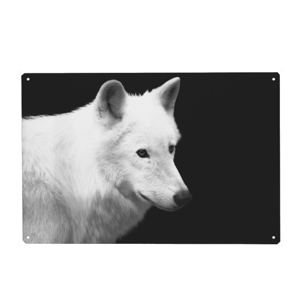 Metall Poster "Wolf in schwarzweiß" artboxONE - Natur,Reise,Tiere,Schwarzweiß