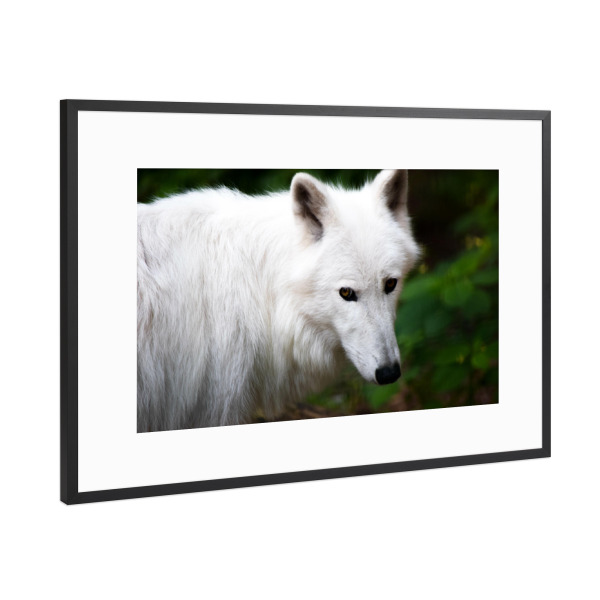 Poster mit Rahmen Schwarz (Metallic) "Kanadische Wölfe" artboxONE - Natur,Reise,Tiere