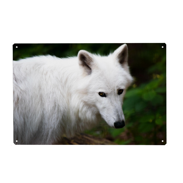 Holzbild "Kanadische Wölfe" artboxONE - Natur,Reise,Tiere