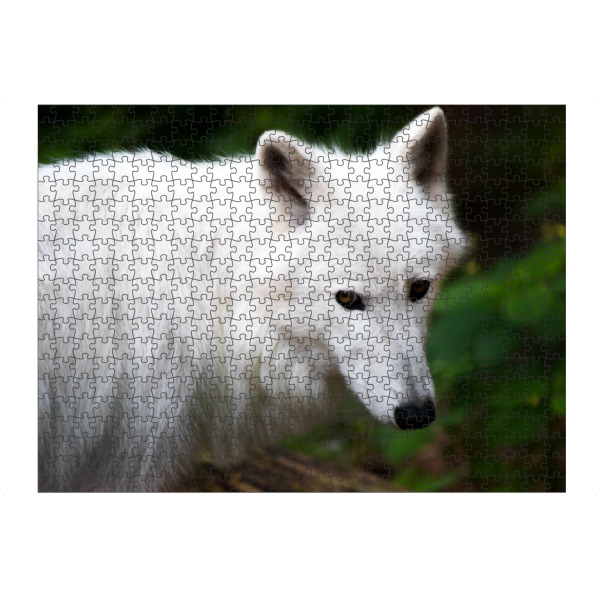 artboxONE Puzzle "Kanadische Wölfe" artboxONE - Natur,Reise,Tiere