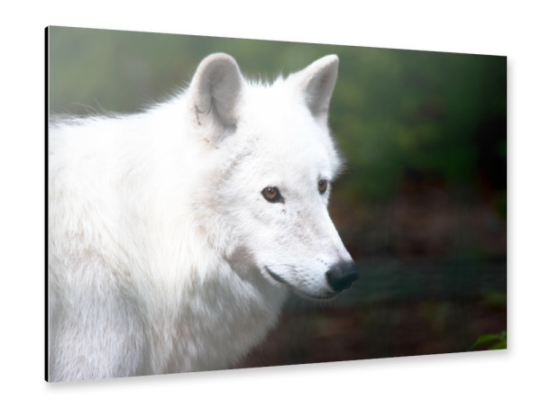 Alu-Dibond "Kanadischer Wolf" 30x20 cm artboxONE
