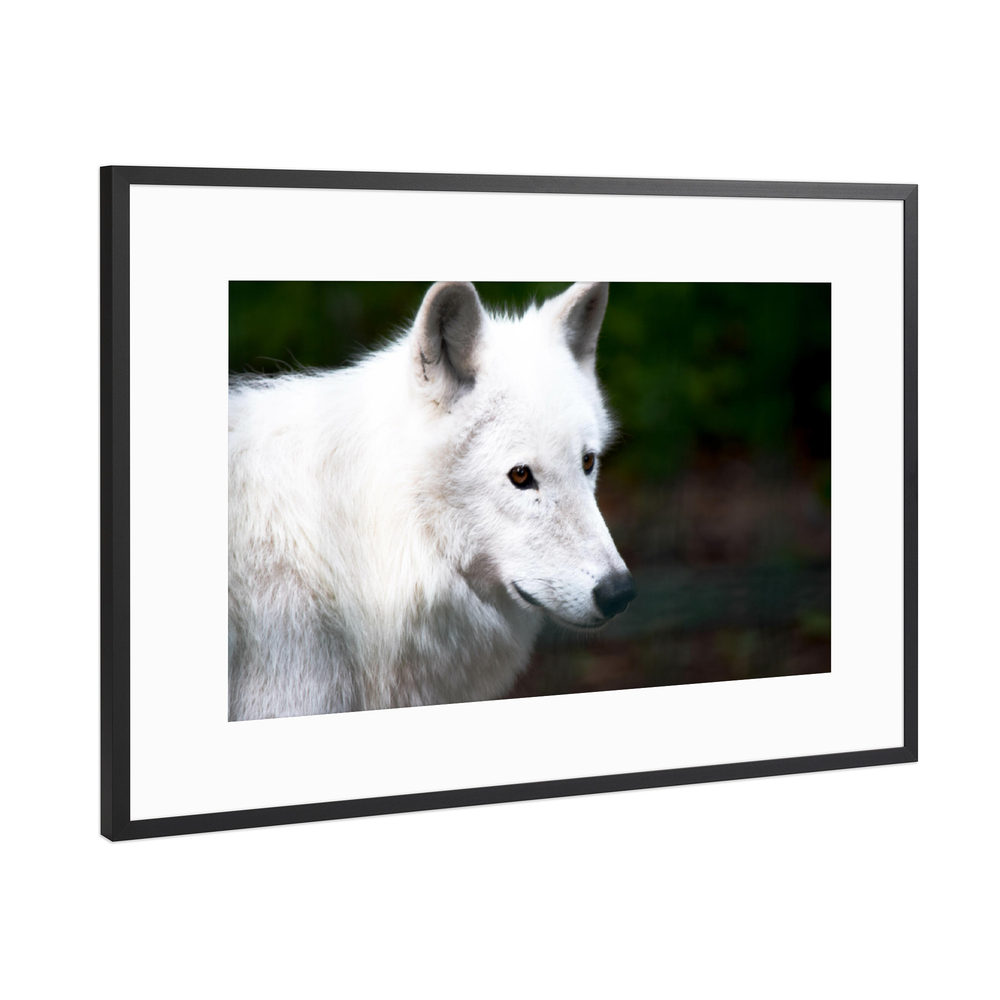 Poster mit Rahmen Schwarz (Metallic) "Kanadischer Wolf" artboxONE - Natur,Reise,Tiere
