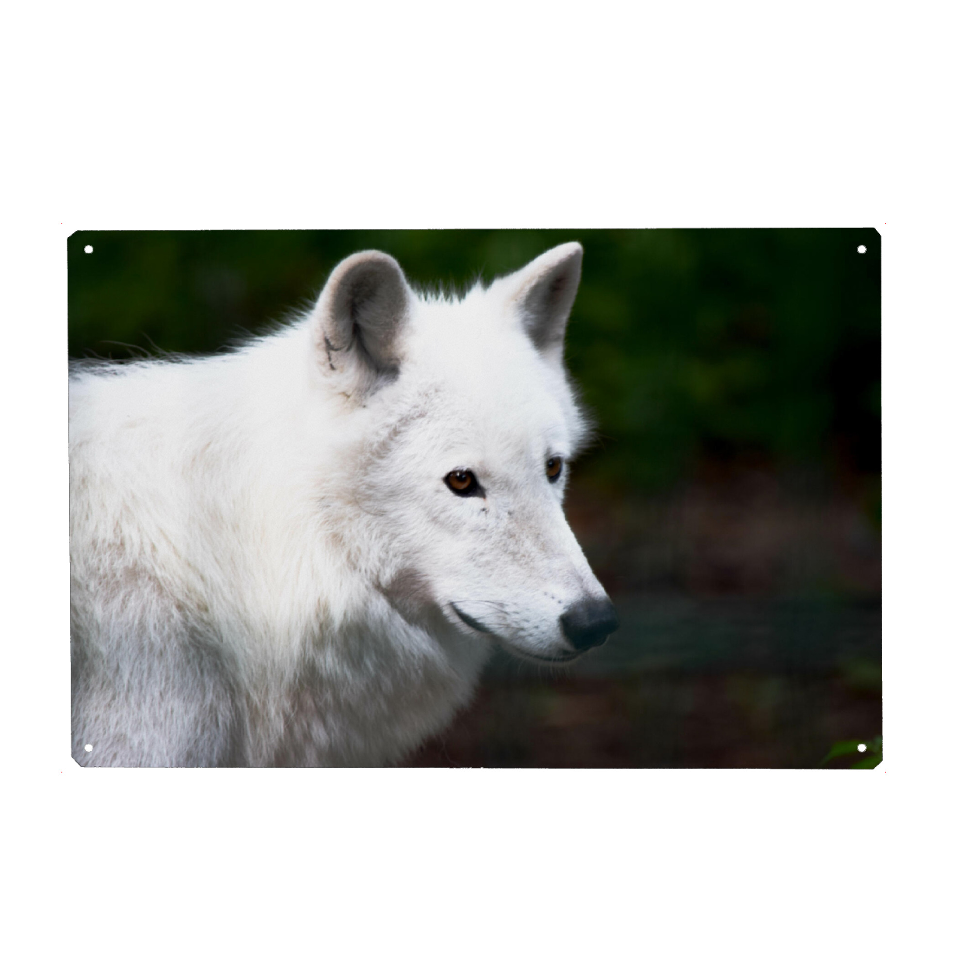 Metall Poster "Kanadischer Wolf" artboxONE - Natur,Reise,Tiere