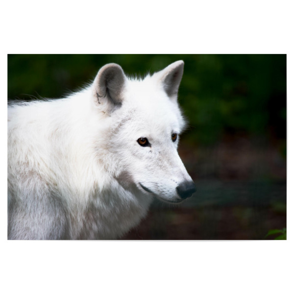 Poster 30x20 cm "Kanadischer Wolf" artboxONE - Natur,Reise,Tiere