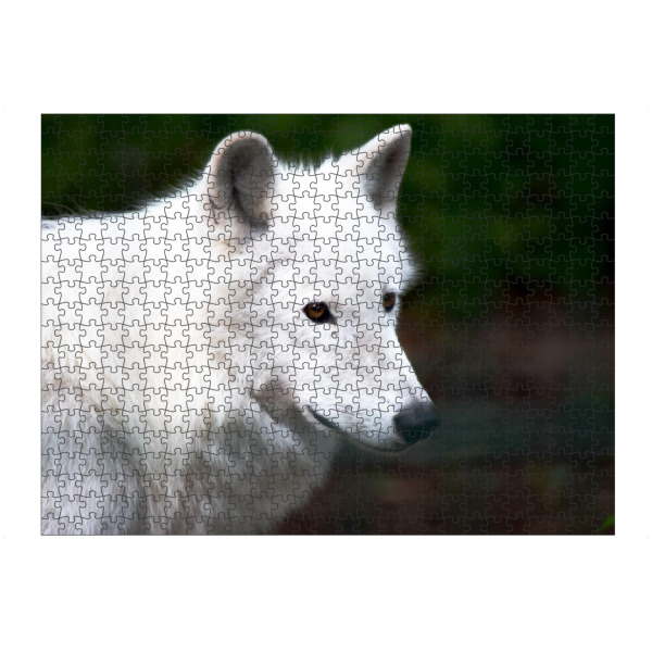 artboxONE Puzzle "Kanadischer Wolf" artboxONE - Natur,Reise,Tiere