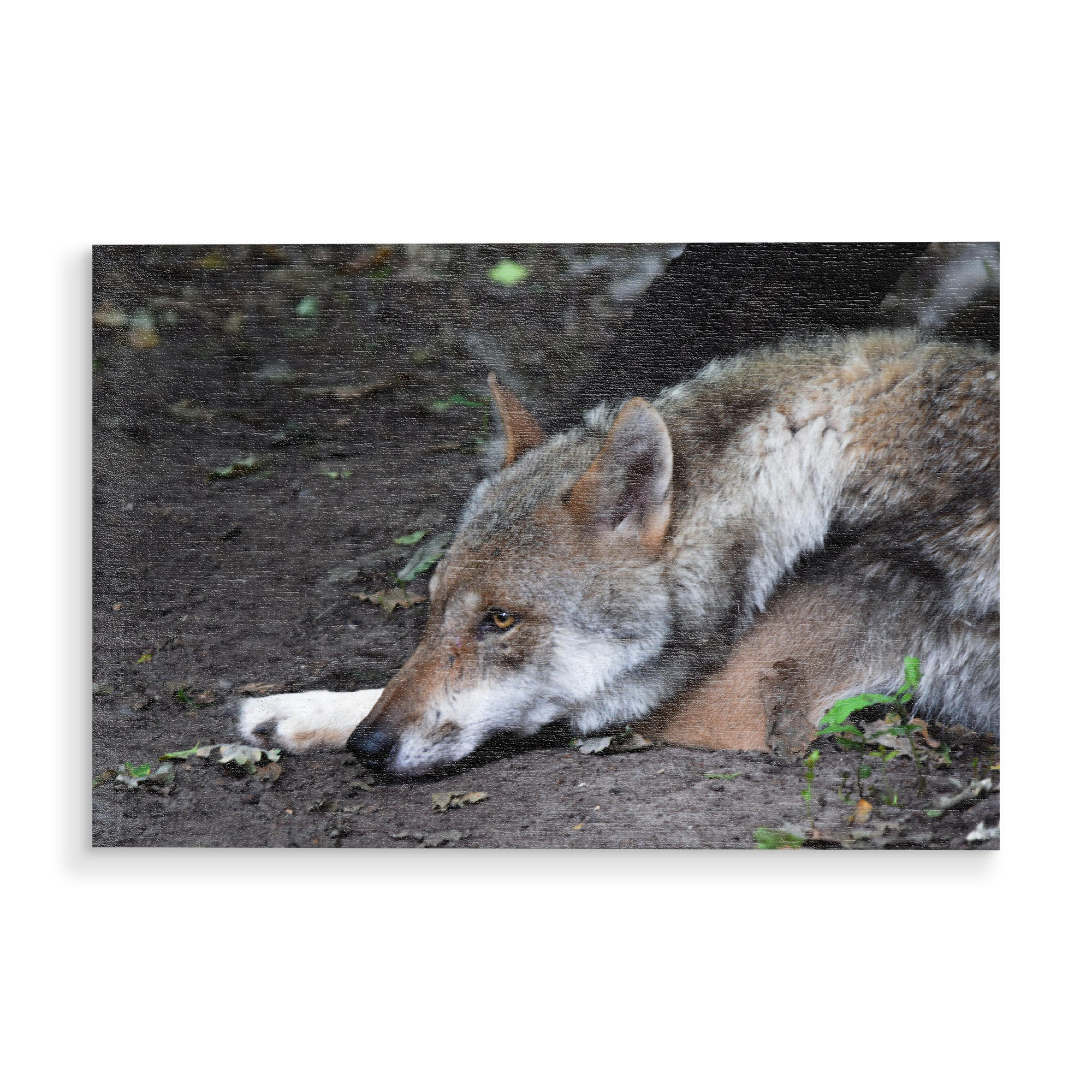 Holzbild "Grauwolf" artboxONE - Natur,Reise,Tiere