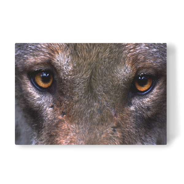 Leinwandbild "Wolfsaugen" artboxONE - Natur,Reise,Tiere