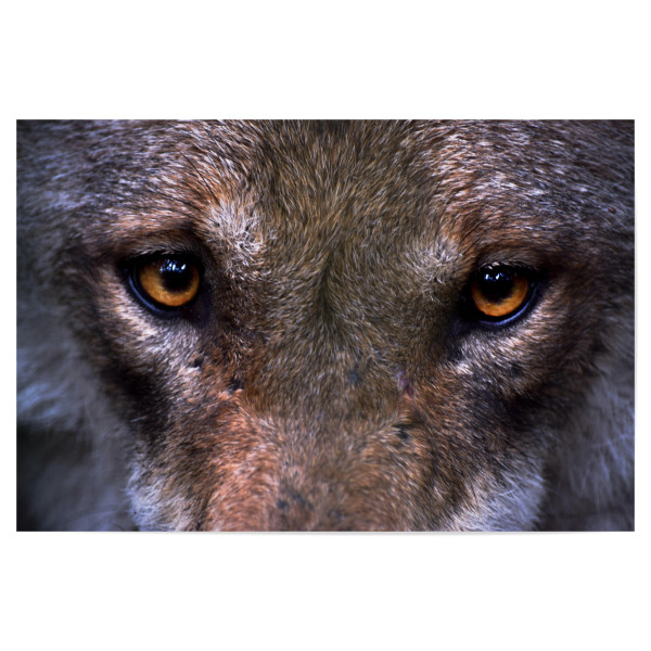 Poster 30x20 cm "Wolfsaugen" artboxONE - Natur,Reise,Tiere