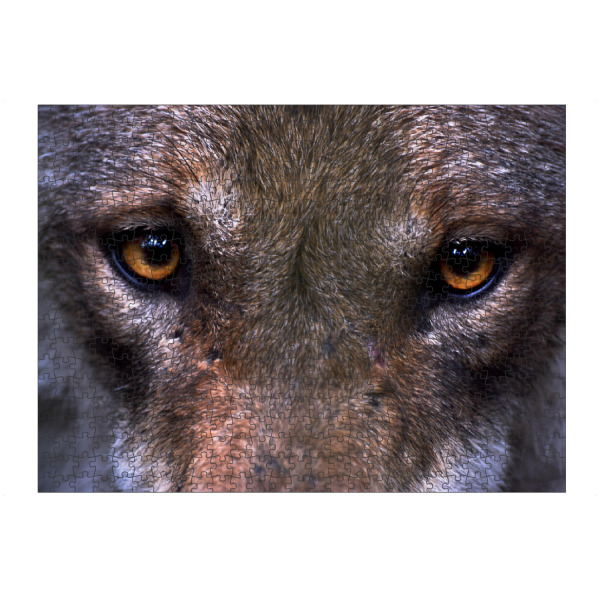 Puzzle Ravensburger "Wolfsaugen" artboxONE - Natur,Reise,Tiere