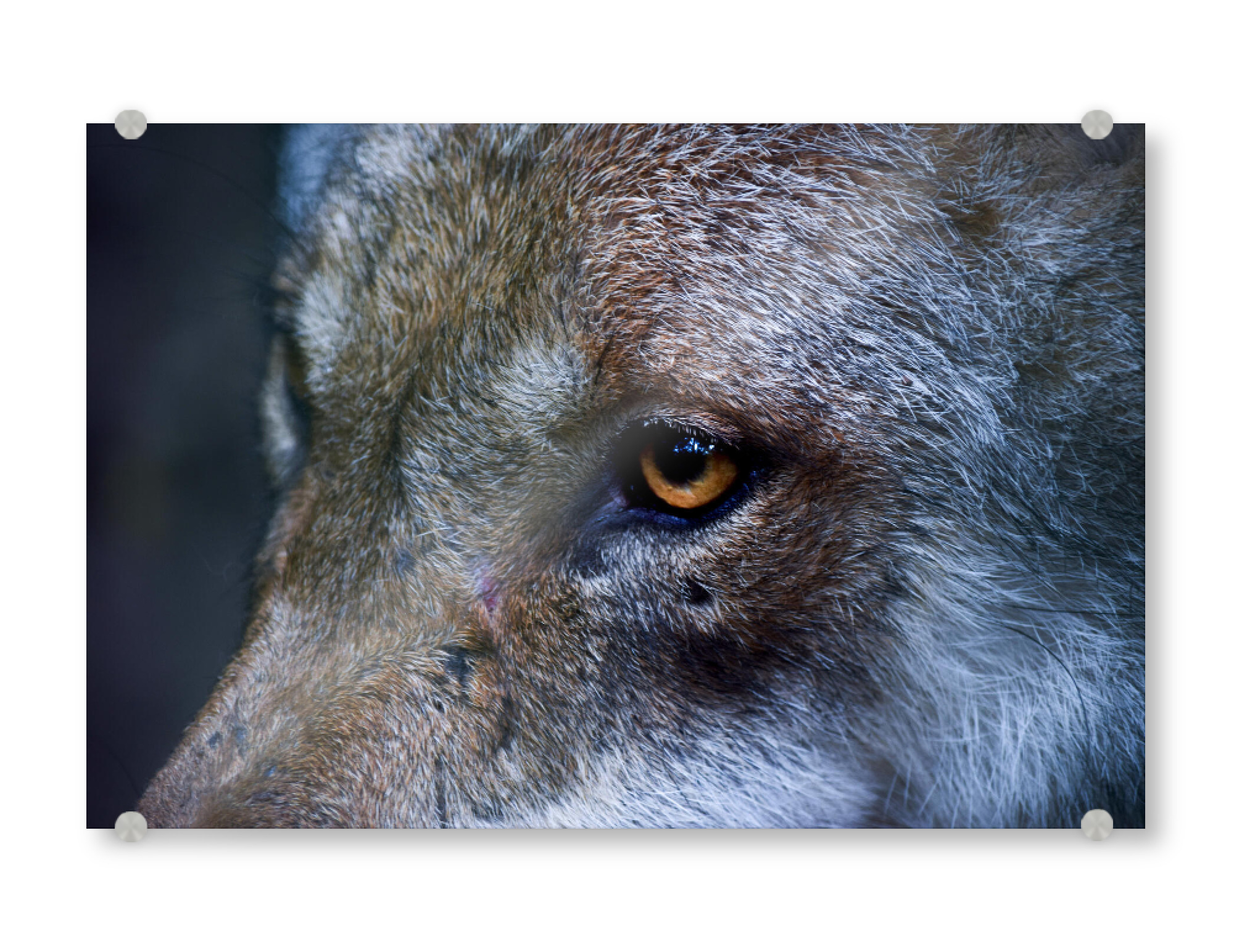 Acrylglasbild "Wolfsauge" artboxONE - Natur,Reise,Tiere