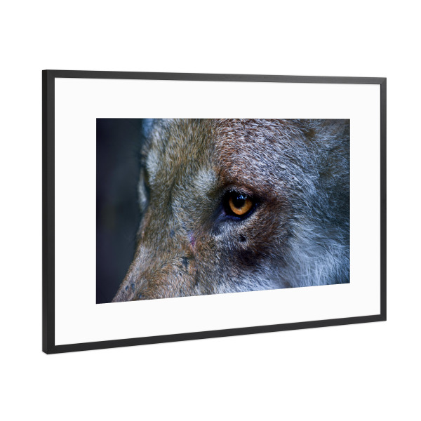 Poster mit Rahmen Schwarz (Metallic) "Wolfsauge" artboxONE - Natur,Reise,Tiere