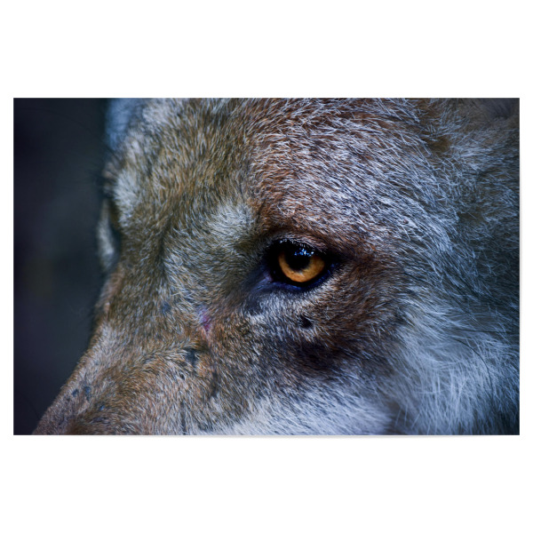 Poster 30x20 cm "Wolfsauge" artboxONE - Natur,Reise,Tiere