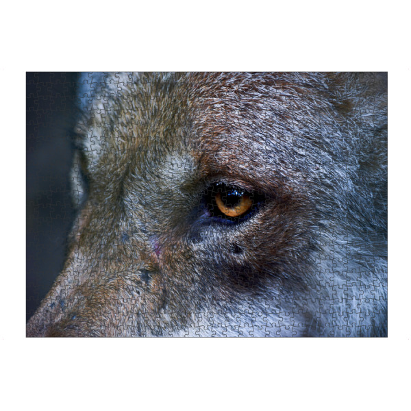 artboxONE Puzzle "Wolfsauge" artboxONE - Natur,Reise,Tiere