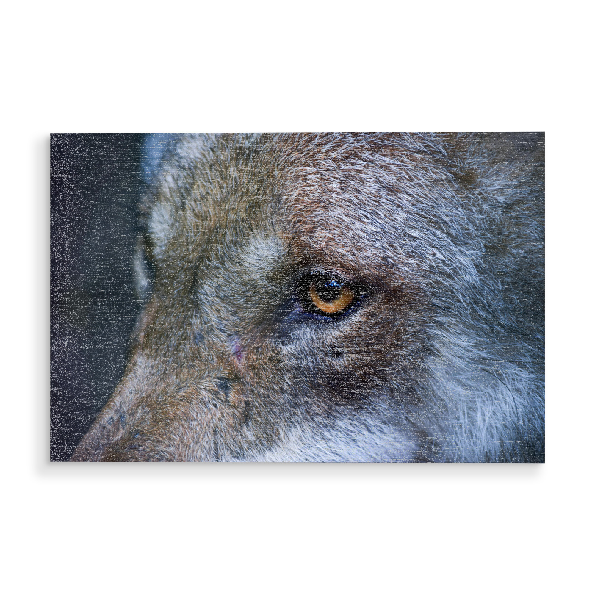Holzbild "Wolfsauge" artboxONE - Natur,Reise,Tiere