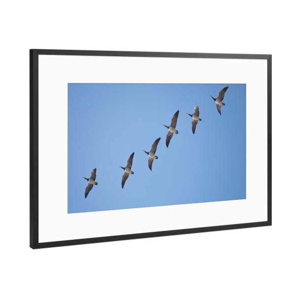 Poster mit Rahmen Schwarz (Metallic) "Gänseformation" artboxONE - Natur,Tiere