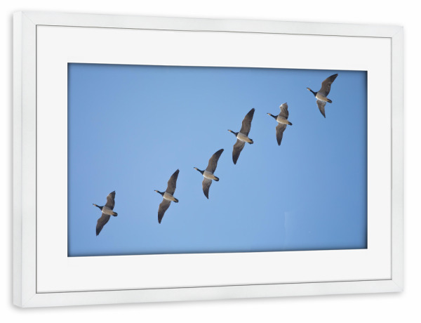 Poster mit Rahmen weiß "Gänseformation" artboxONE - Natur,Tiere