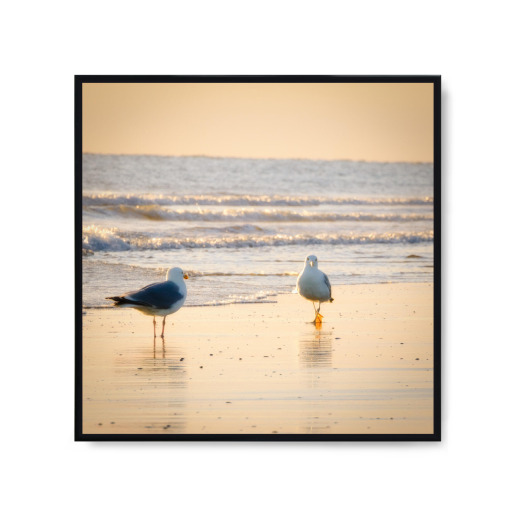 Möwenspaziergang am Strand