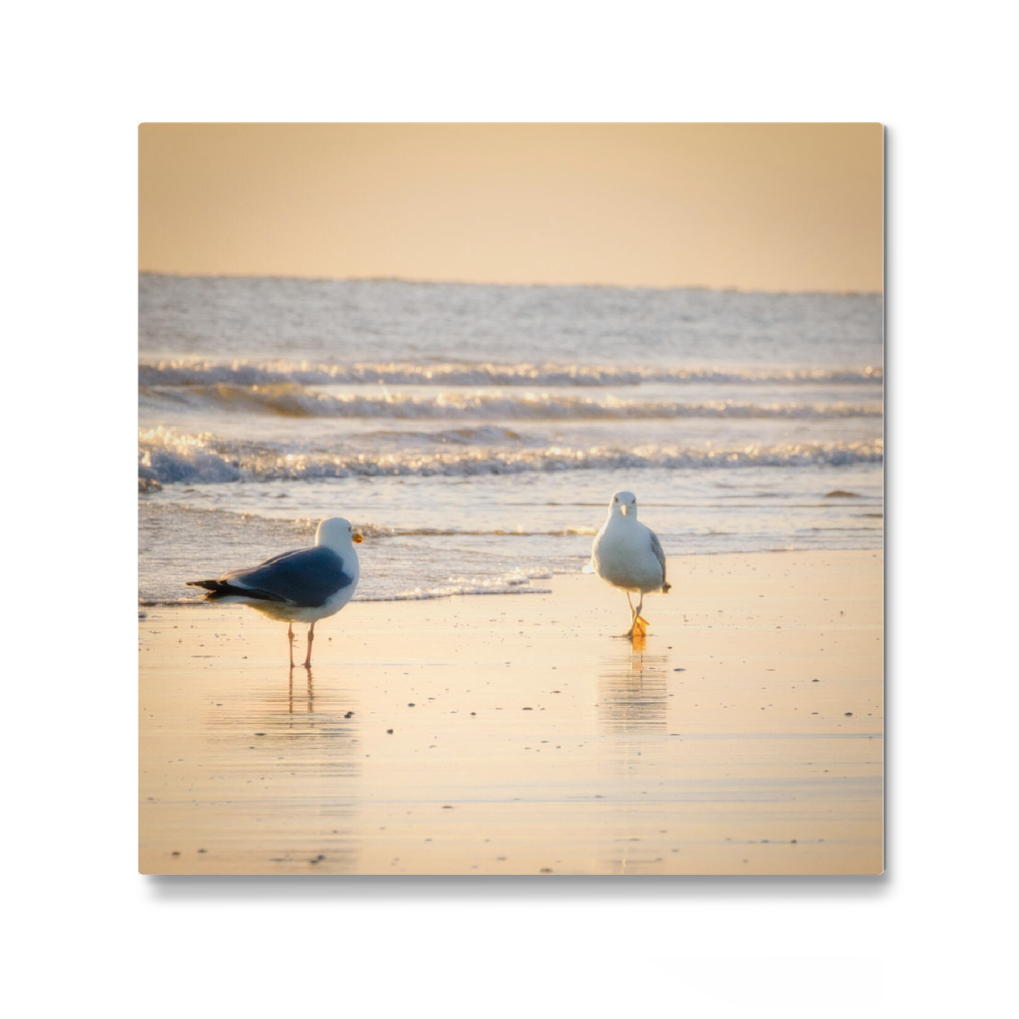 Galerie-Print "Möwenspaziergang am Strand" 30x30 cm artboxONE