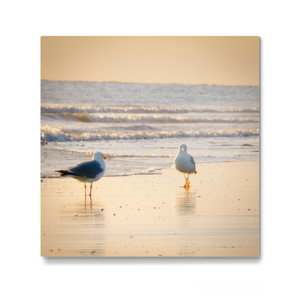Galerie-Print "Möwenspaziergang am Strand" 30x30 cm artboxONE