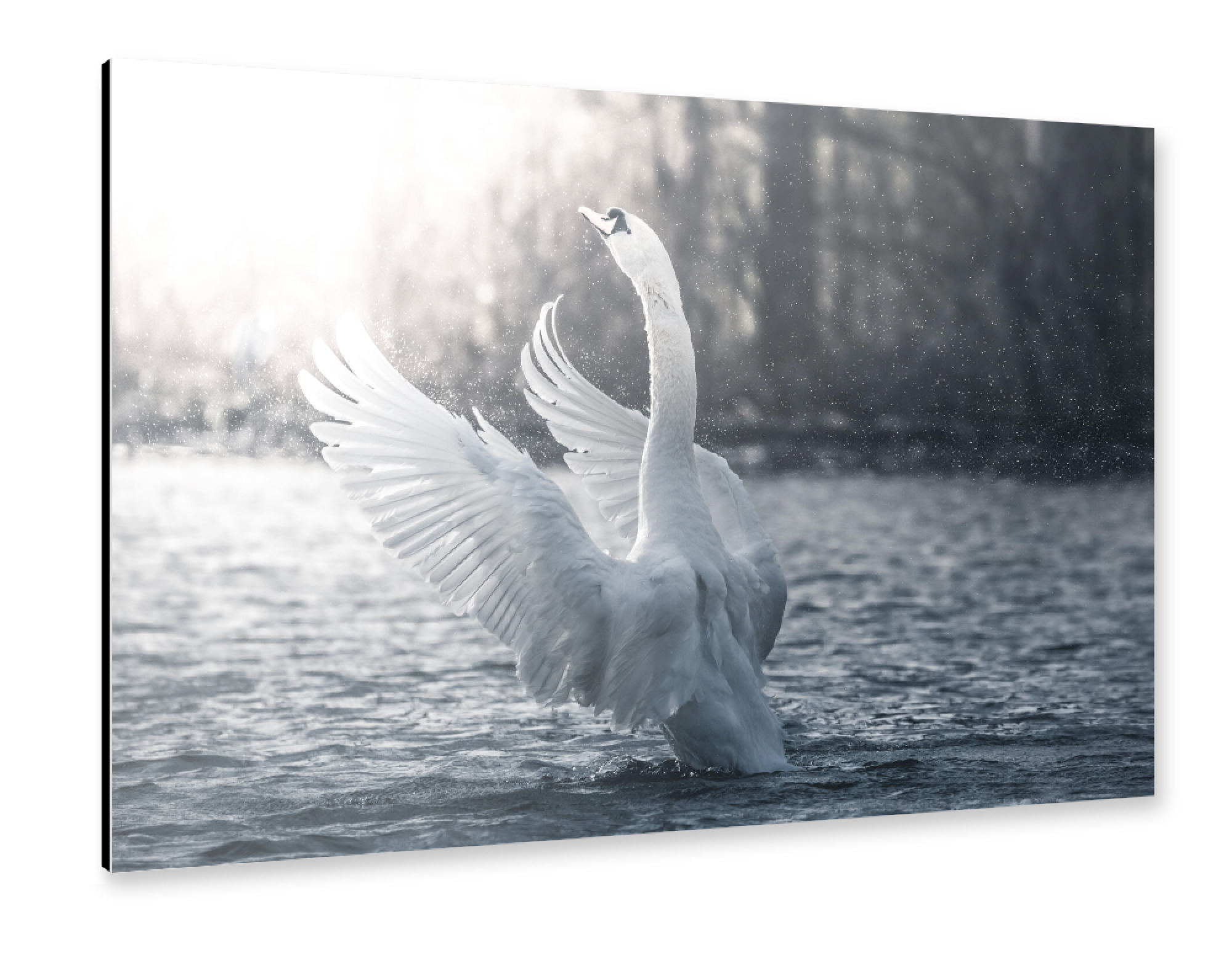 Alu-Dibond "Great Swan" 75x50 cm artboxONE