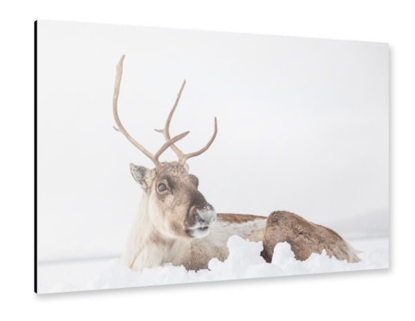Alu-Dibond "Rentier im Schnee" 30x20 cm artboxONE