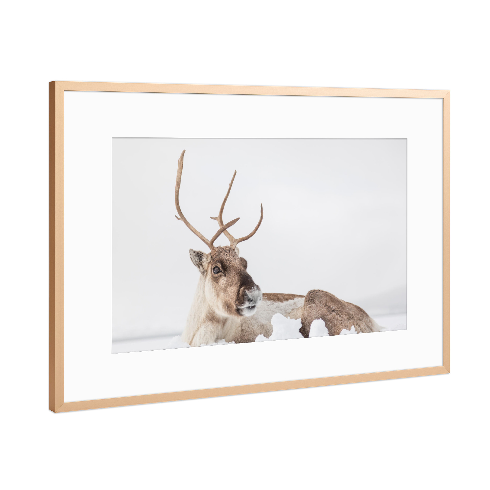 Poster mit Rahmen Kupfer "Rentier im Schnee" artboxONE - Natur,Tiere