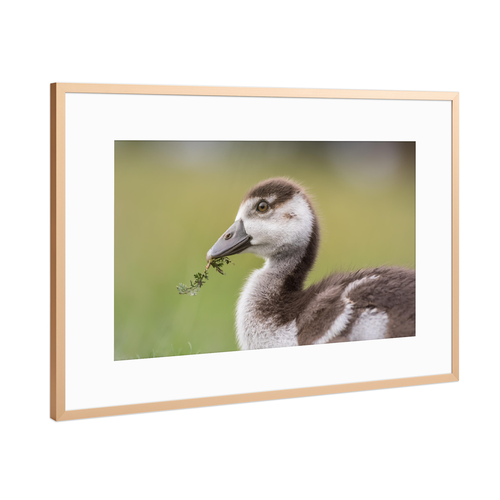 Poster mit Rahmen Kupfer "Nilgansküken" artboxONE - Natur,Tiere