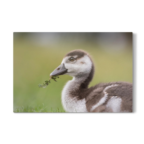 Galerie-Print "Nilgansküken" 30x20 cm artboxONE