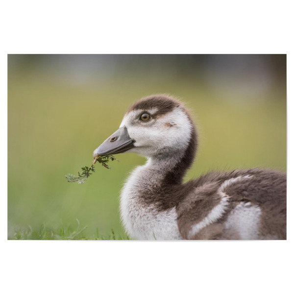 Poster 30x20 cm "Nilgansküken" artboxONE - Natur,Tiere