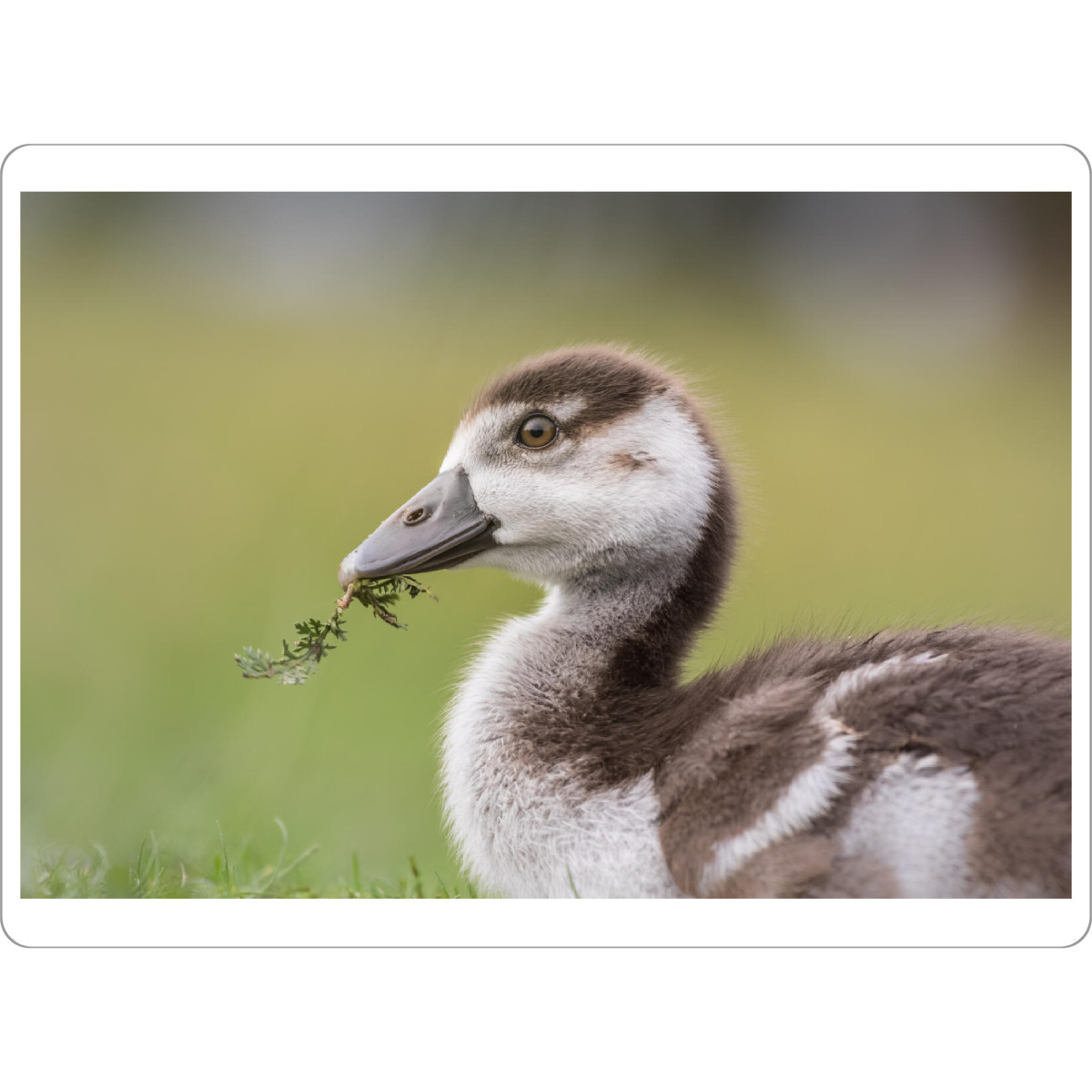 Tischset "Nilgansküken" artboxONE - Natur,Tiere - Nilgans,Gänseküken,Jungvogel,Naturfoto,Alopochen aegyptiaca,Vogel,Bird,Tier,Animal,Natur,Nature