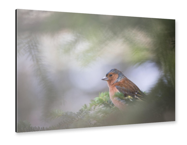 Alu-Dibond "Buchfink" 30x20 cm artboxONE