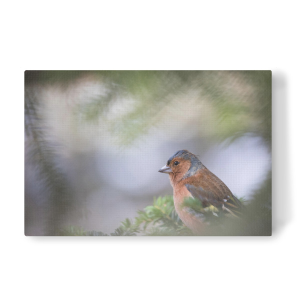 Leinwandbild "Buchfink" artboxONE - Natur,Tiere