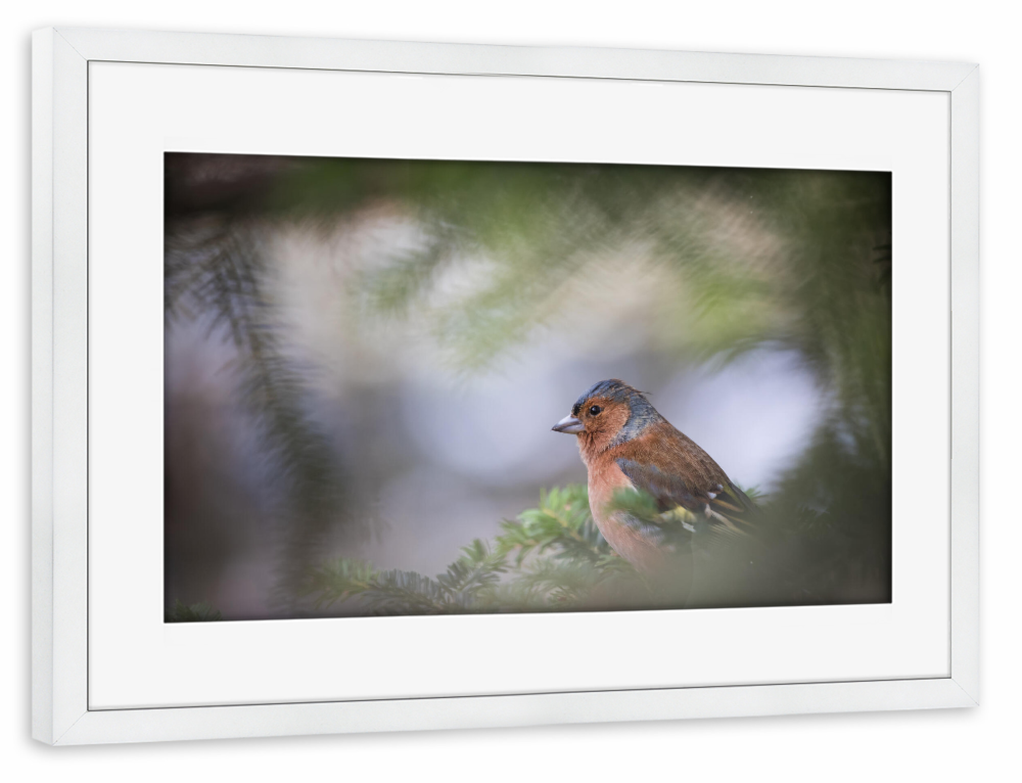 Poster mit Rahmen weiß "Buchfink" artboxONE - Natur,Tiere