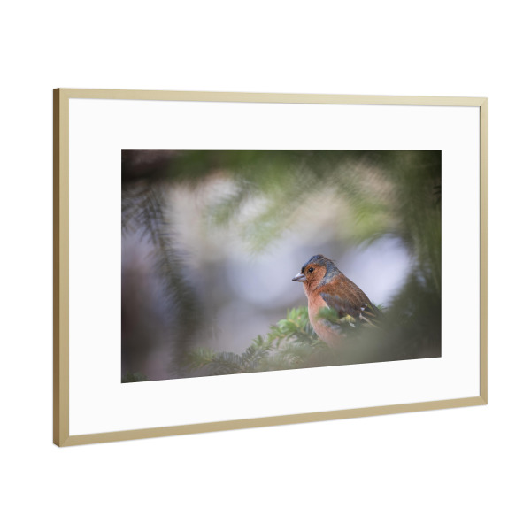 Poster mit Rahmen Gold "Buchfink" artboxONE - Natur,Tiere