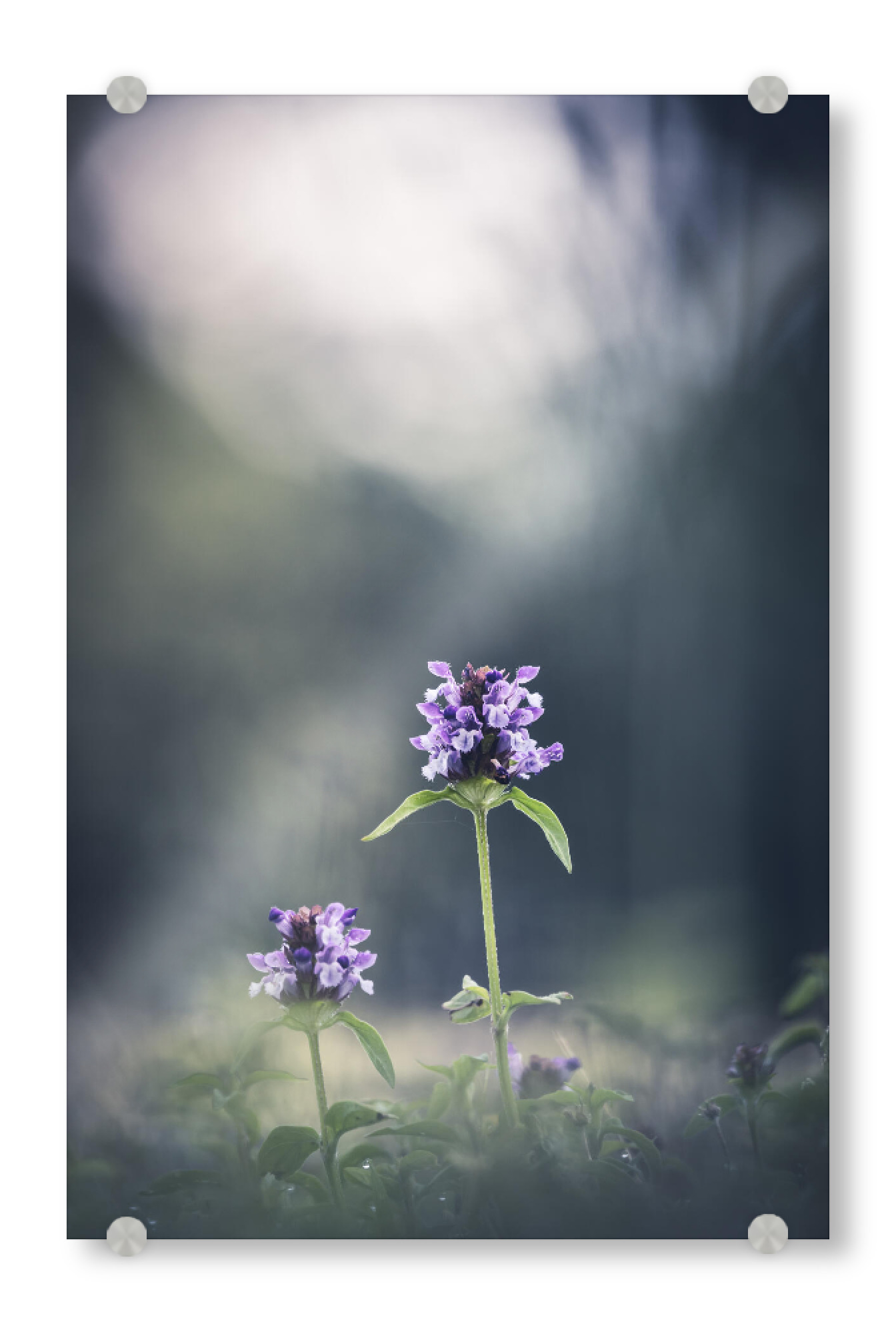 Acrylglasbild "Prunella" artboxONE - Natur,Floral