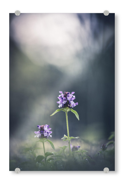 Acrylglasbild "Prunella" artboxONE - Natur,Floral