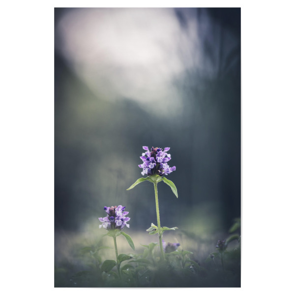 Poster 30x20 cm "Prunella" artboxONE - Natur,Floral