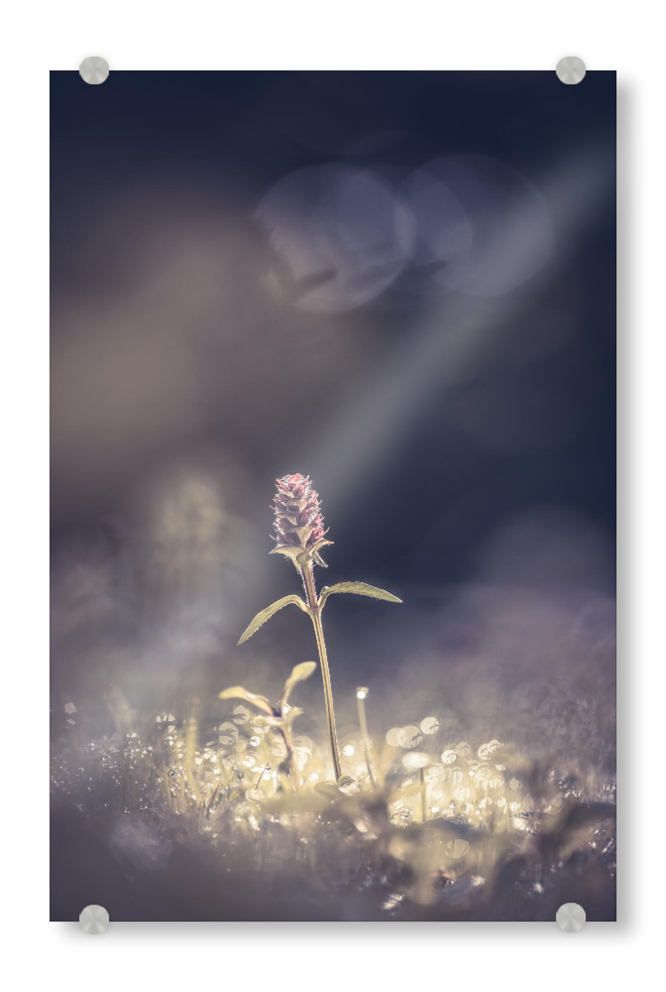 Acrylglasbild "Braunelle" artboxONE - Natur,Floral