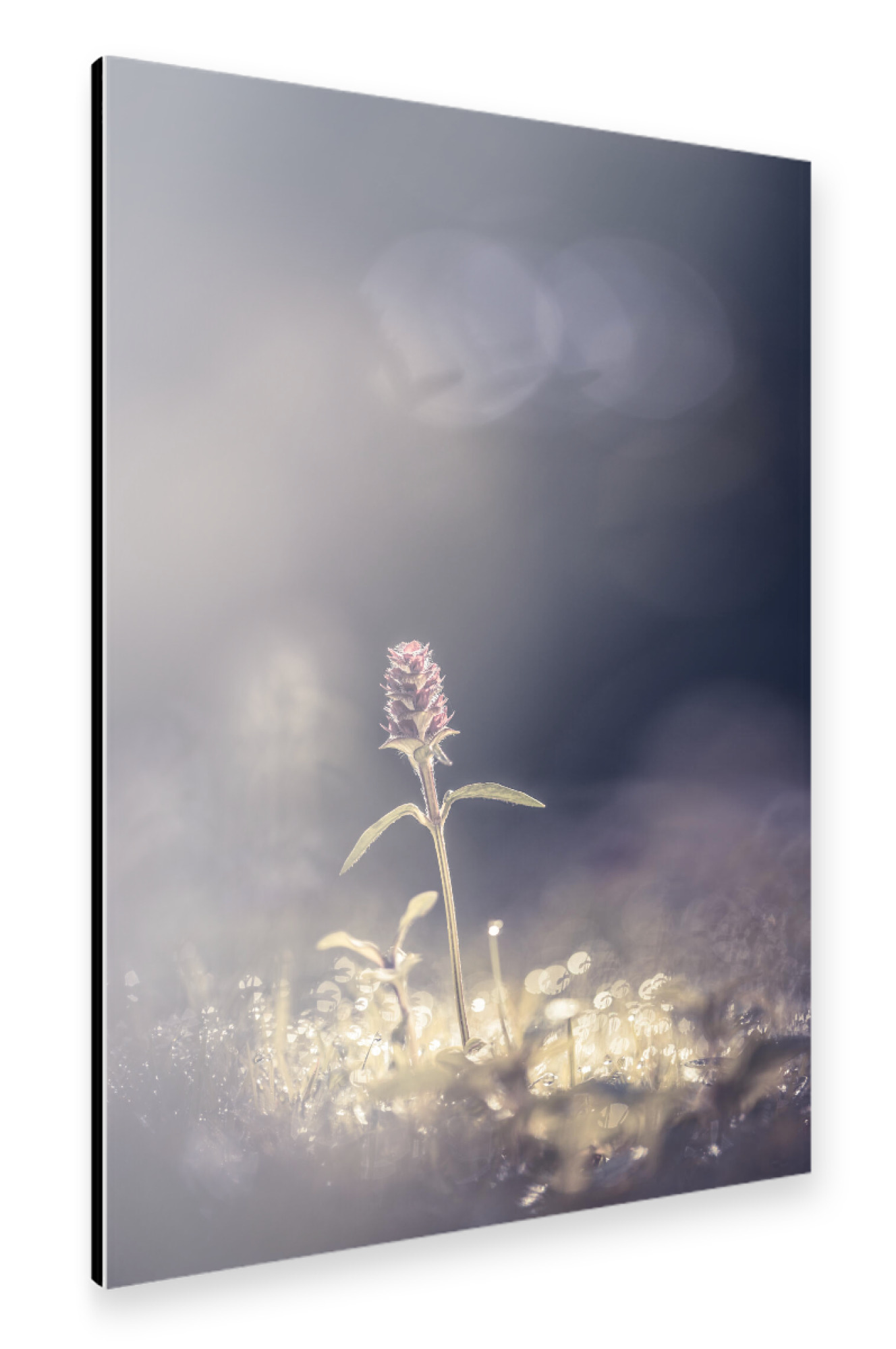 Alu-Dibond "Braunelle" 75x50 cm artboxONE